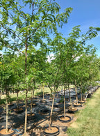 Honeylocust, Skyline