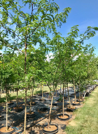 Honeylocust, Skyline