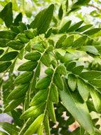 Honeylocust, Skyline
