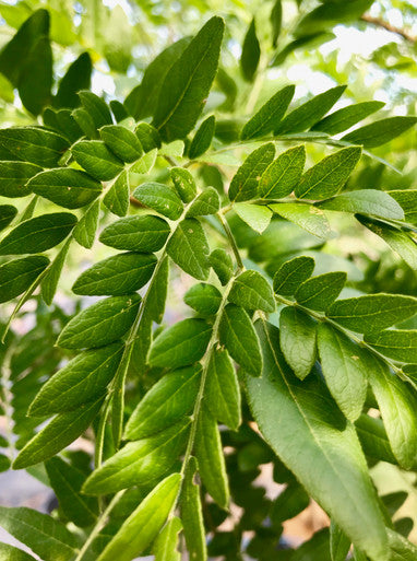 Honeylocust, Skyline