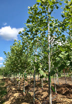 Planetree, Bloodgood