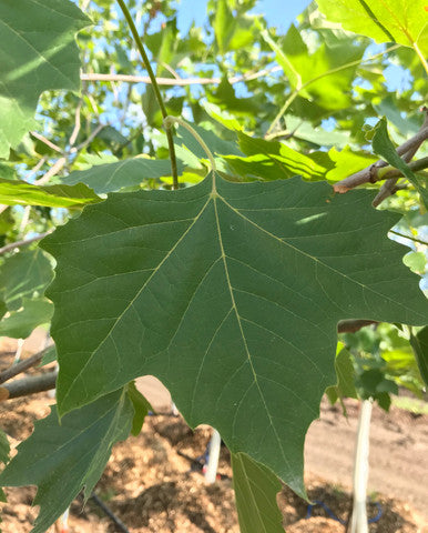 Planetree, Bloodgood
