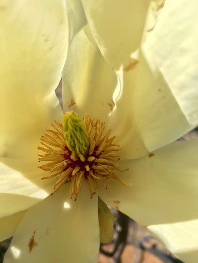 Magnolia, Elizabeth