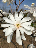 Magnolia, Royal Star