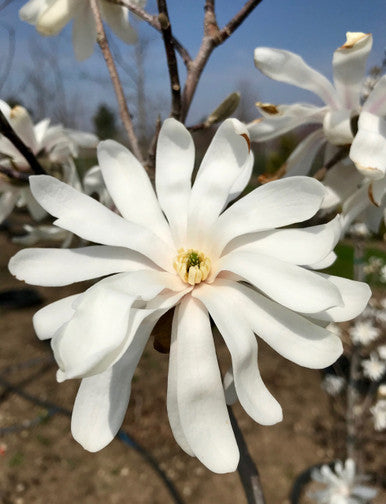 Magnolia, Royal Star