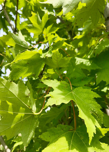 Maple, Hybrid, Armstrong