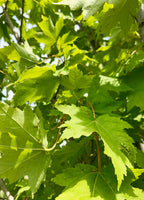 Maple, Hybrid, Armstrong