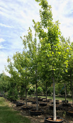 Maple, Hybrid, Armstrong