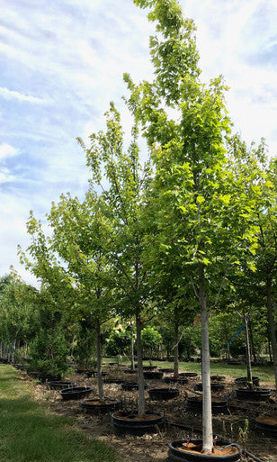 Maple, Hybrid, Armstrong