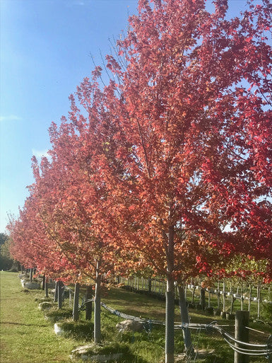 Maple, Hybrid, Autumn Blaze