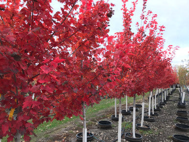 Maple, Red, Brandywine
