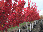 Maple, Red, Brandywine