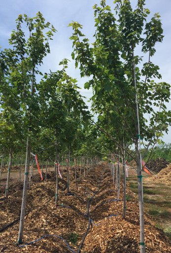 Maple, Red, Brandywine