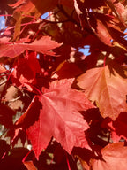 Maple, Red, Brandywine