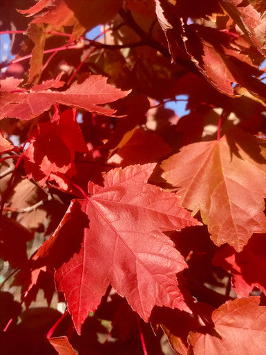 Maple, Red, Brandywine