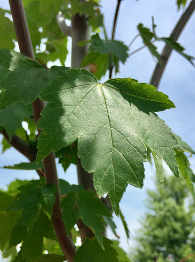 Maple, Red, Brandywine