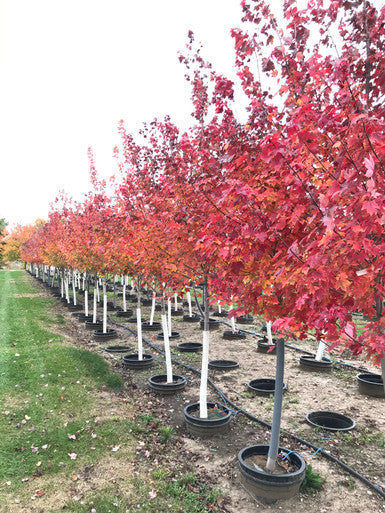 Maple, Red, Burgundy Belle 2.5" #65
