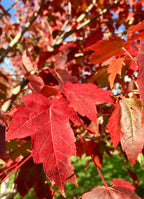 Maple, Red, Burgundy Belle