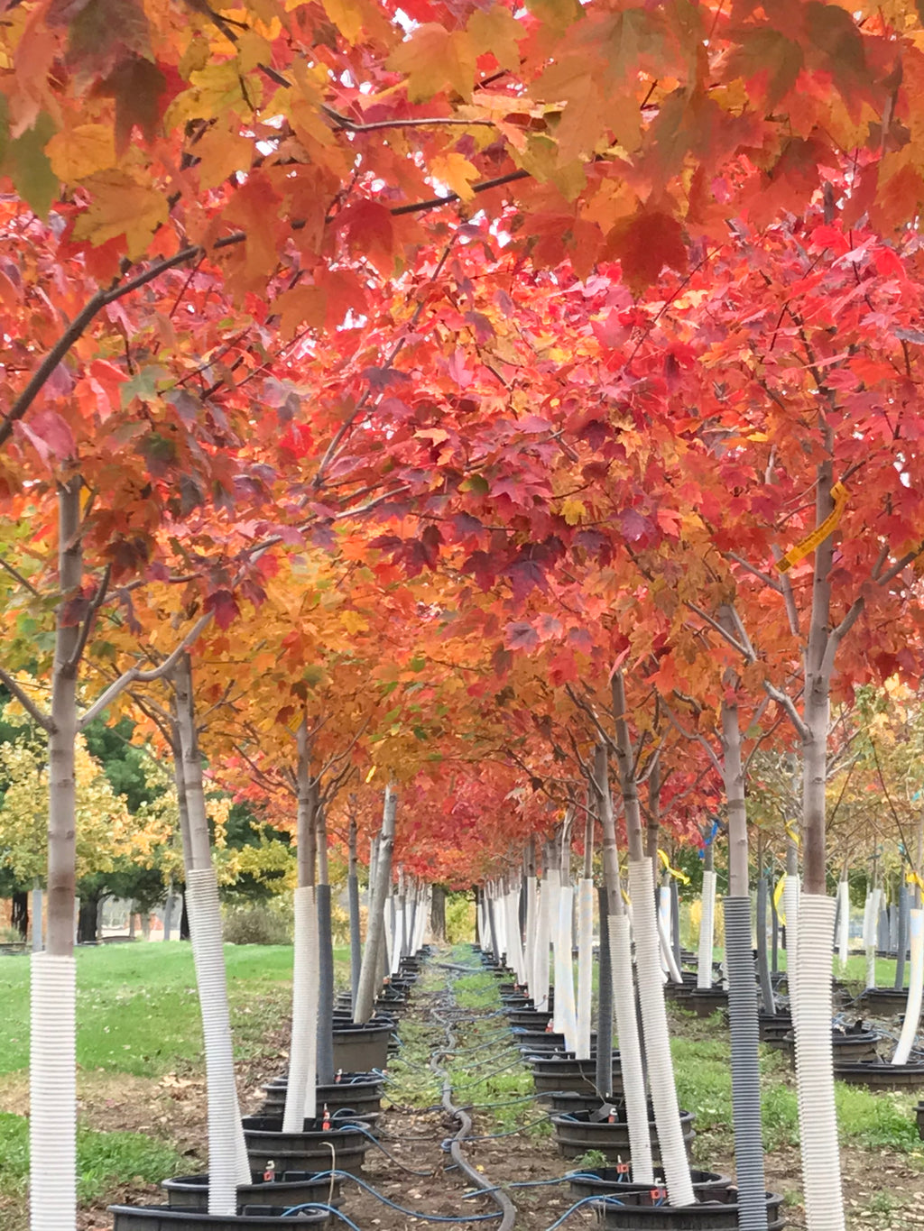 Maple, Red, Burgundy Belle