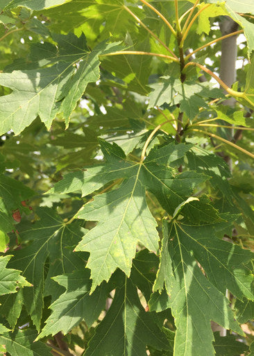 Maple, Hybrid, Celebration