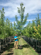 Maple, Hybrid, Celebration