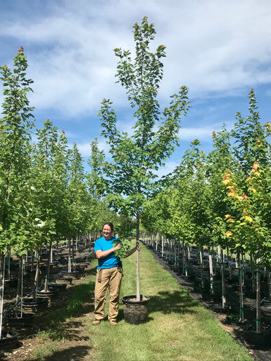 Maple, Hybrid, Celebration