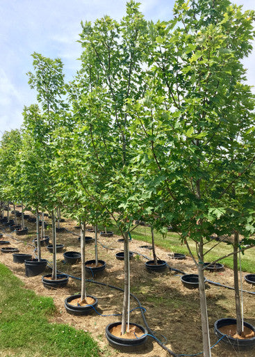 Maple, Hybrid, Celebration