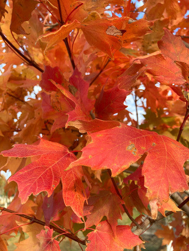Maple, Sugar, Commemoration 4.5" BB