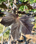 Maple, Norway, Crimson King