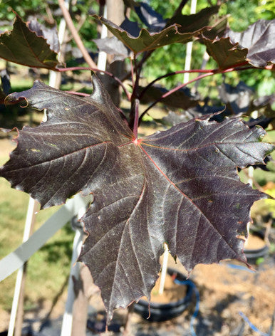 Maple, Norway, Crimson King