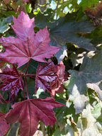 Maple, Norway, Crimson Sentry