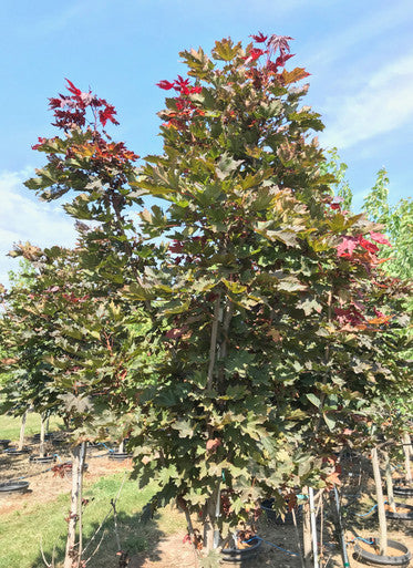 Maple, Norway, Crimson Sentry