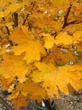 Maple, Norway, Emerald Lustre