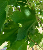 Maple, Norway, Emerald Queen