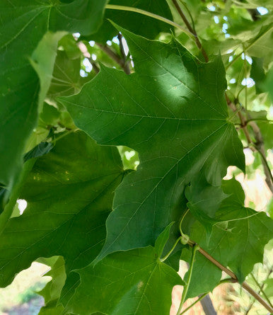 Maple, Norway, Emerald Queen