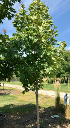 Maple, Norway, Emerald Queen