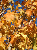 Maple, Norway, Emerald Queen