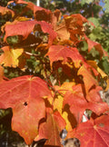 Maple, Sugar, Green Mountain