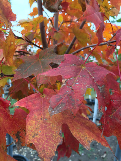 Maple, Sugar, Green Mountain