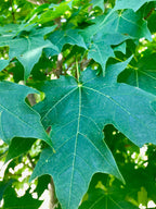 Maple, Sugar, Green Mountain