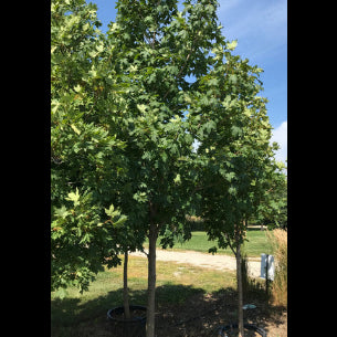 Maple, Sugar, Green Mountain