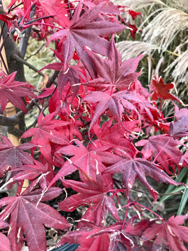Maple, Japanese, Bloodgood #15