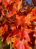 Maple, Sugar, Legacy
