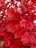 Maple, Red, October Glory