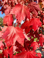 Maple, Red, October Glory