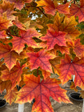 Maple, Hybrid, Pacific Sunset