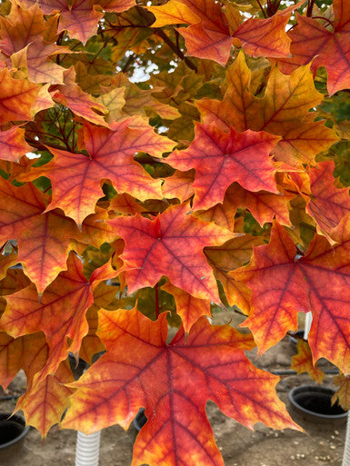 Maple, Hybrid, Pacific Sunset
