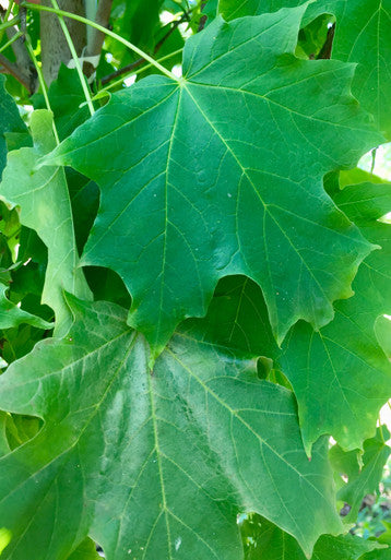 Maple, Hybrid, Pacific Sunset