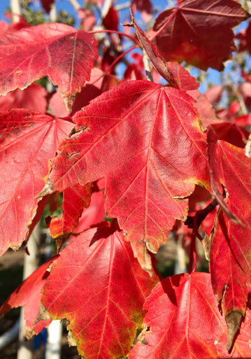 Maple, Red, Red Sunset