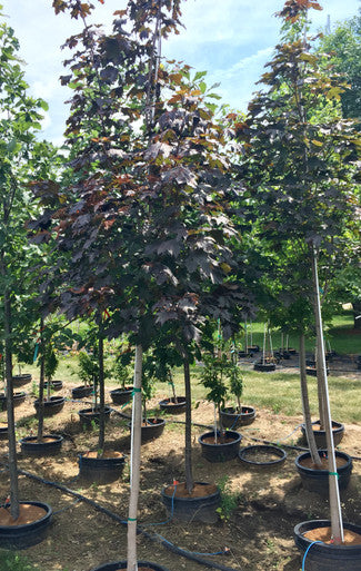 Maple, Norway, Royal Red